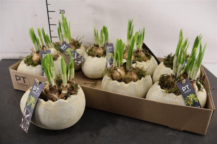 <h4>* Arr Ptnp4473 Keramiek Ei & Narcis Tete A Tete</h4>