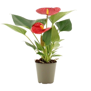 Anthurium Pearl Diamond Red in transparant sleeve