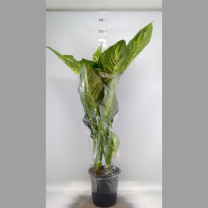 Dieffenbachia