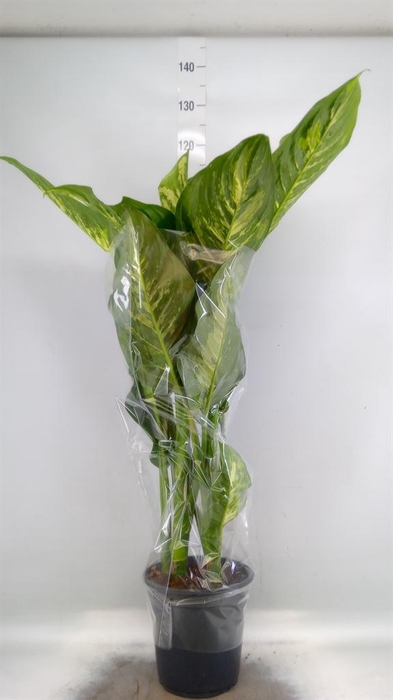 <h4>Dieffenbachia</h4>