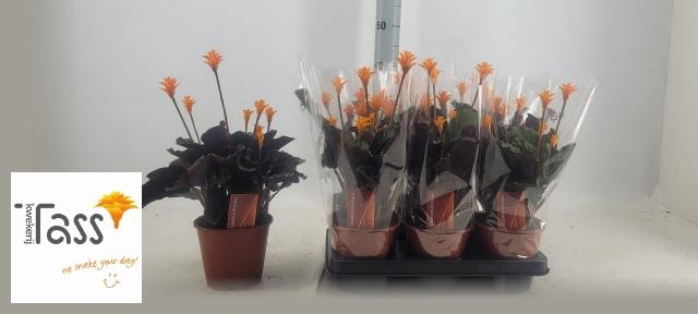 <h4>CALAT CROCATA</h4>