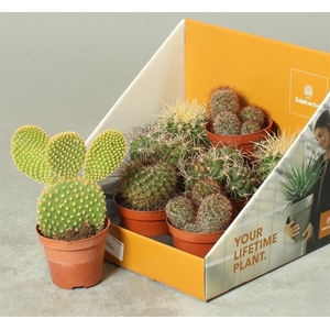 Cactus mix 8,5Ø 25cm