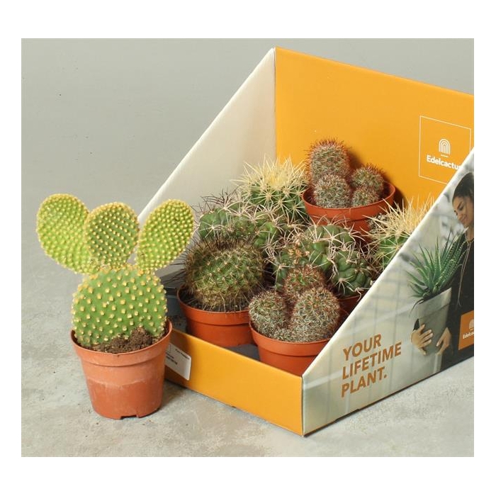 <h4>Cactus mix 8,5Ø 25cm</h4>