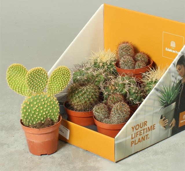 Cactus mix 8,5Ø 25cm