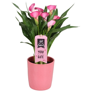 Zantedeschia Zazu Calla Valentijn roze in Tico keramiek