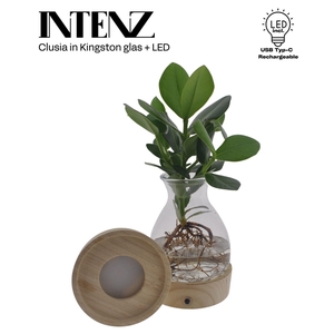 Clusia rosea Princess