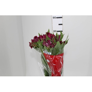 ALSTROEMERIA NAPOLI 080 CM