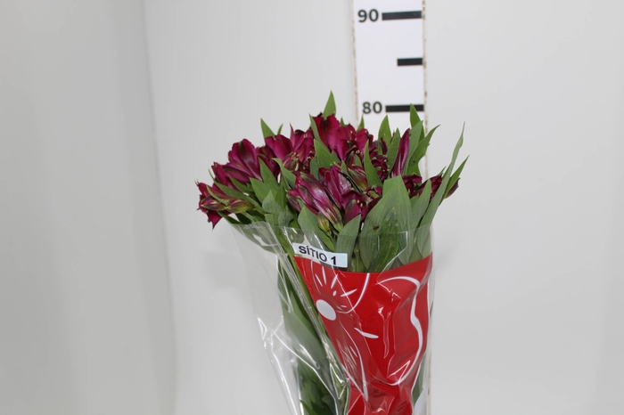 ALSTROEMERIA NAPOLI 080 CM
