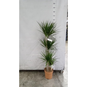 Dracaena marg.