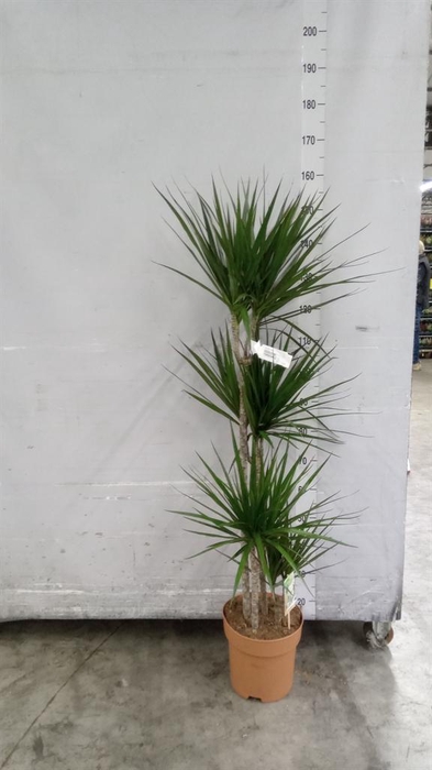 <h4>Dracaena marg.</h4>