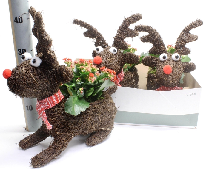 <h4>ARR KALANCHOE</h4>