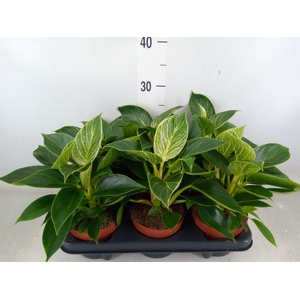 Philodendron   ...