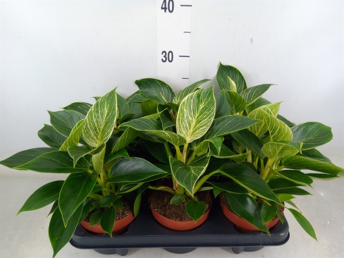 <h4>Philodendron   ...</h4>