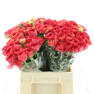 Ran Su Sr Fragolino 1a