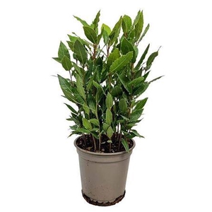 Lau Nobilis