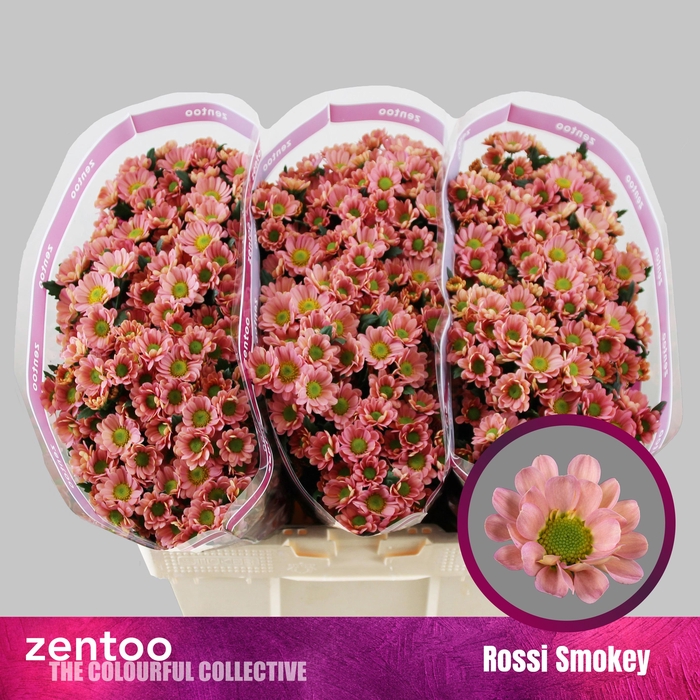 <h4>CHR S ROSSI SMOKEY</h4>