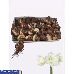<h4>BLOEMBOL HIPPEASTRUM</h4>