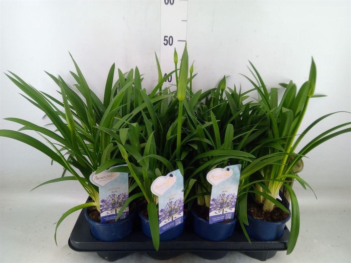 <h4>Agapanthus  'Amourette Superb'</h4>