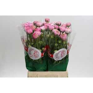 Ranunculus asiaticus 'Aazur Light Pink'