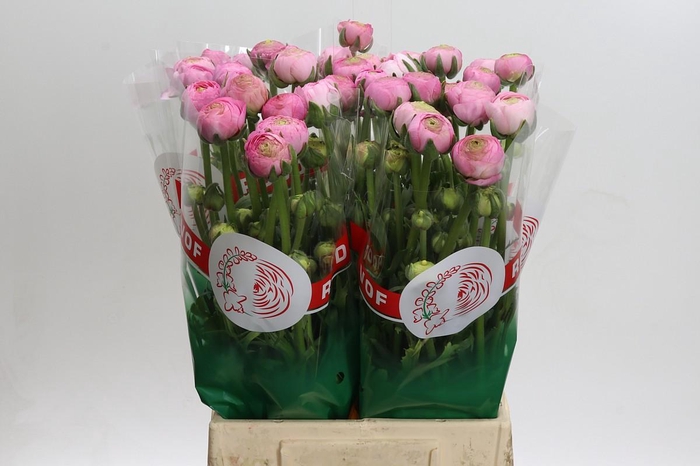 <h4>Ranunculus asiaticus 'Aazur Light Pink'</h4>