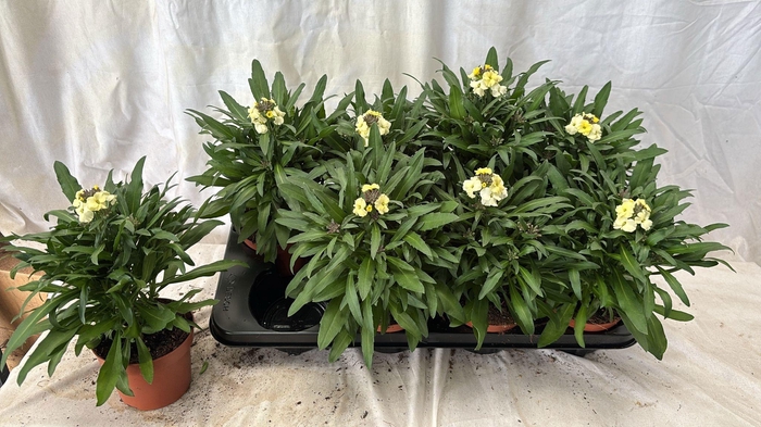 <h4>ERYS LEY LEMON GLOW</h4>