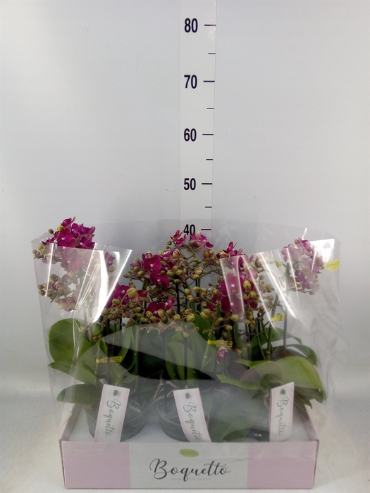 <h4>Phalaenopsis multi.   ...red</h4>