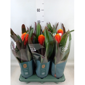 Guzmania  'Tala'