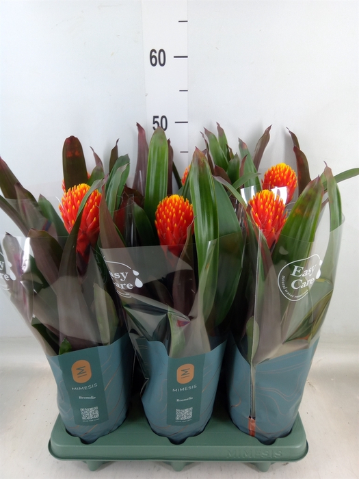 <h4>Guzmania  'Tala'</h4>