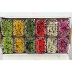 Moss Icelandic Box Mixed