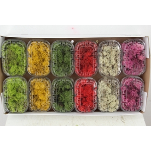Moss Icelandic Box Mixed
