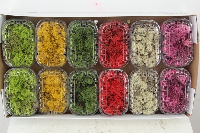 <h4>Moss Icelandic Box Mixed</h4>