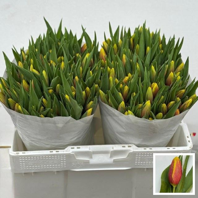 <h4>TU EN JAN SEIGNETTE</h4>