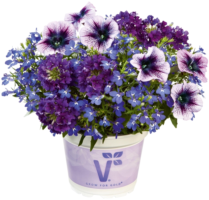 <h4>Checkies Caledonia Blue-DeepBlue-Purple</h4>