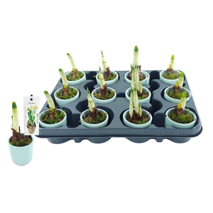 NARC D ERLICHEER Tray 212