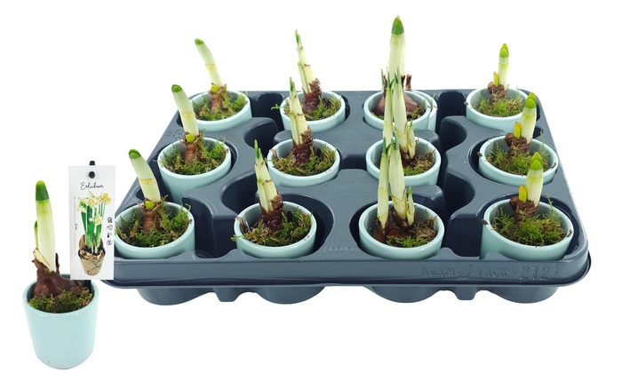 <h4>NARC D ERLICHEER Tray 212</h4>