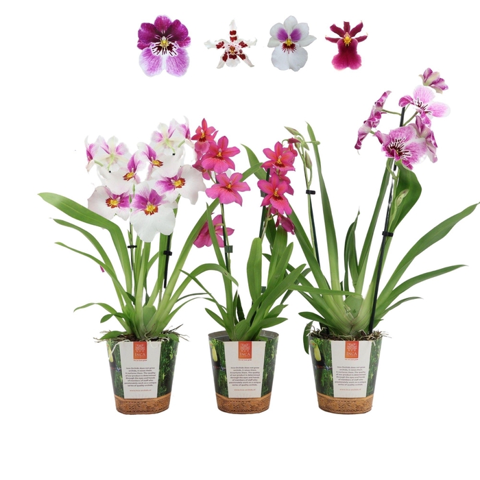 <h4>Inca Orchid mix 2 spike Purple-Pink-White in Jungle cover</h4>
