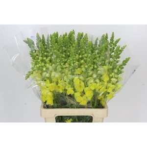 Antirrhinum Potomac Geel