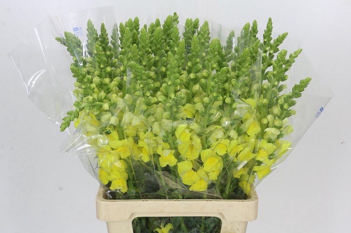 <h4>Antirrhinum Potomac Geel</h4>