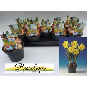 Narcissus Gold medal