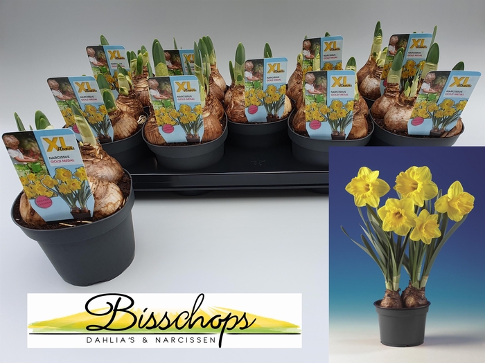 <h4>Narcissus Gold medal</h4>