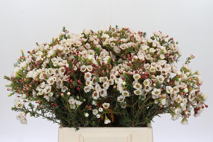 <h4>CHAME MOONL DELIGHT</h4>