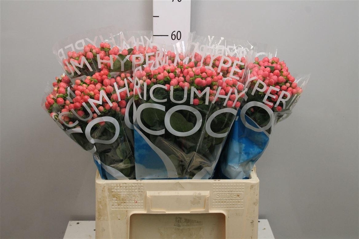 <h4>Hyp Coco Casino</h4>