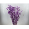 Dried Lunaria Milka 90cm P Bunch
