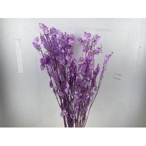 Dried Lunaria Milka 90cm P Bunch