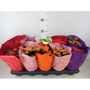 Kalanchoe blos.   ..rosebud rs fl 5