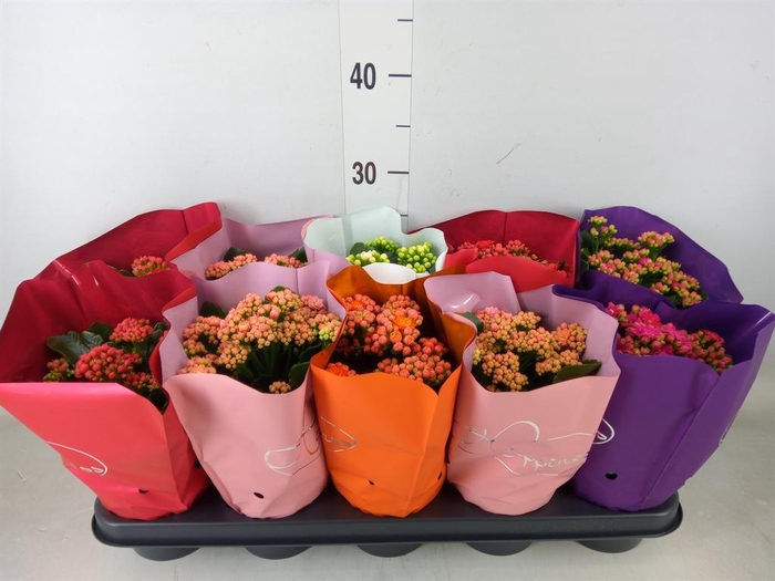 <h4>Kalanchoe blos.   ..rosebud rs fl 5</h4>