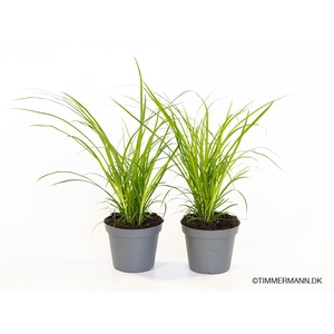 CAREX BRUNNEA P6