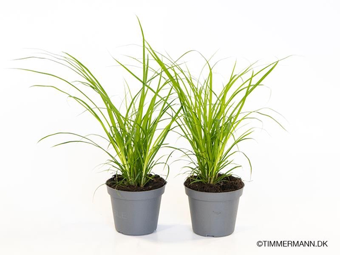 <h4>CAREX BRUNNEA P6</h4>