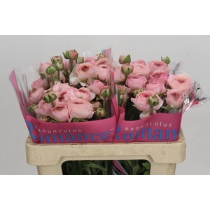 RANUNCULUS  'ROMANCE SEINE'