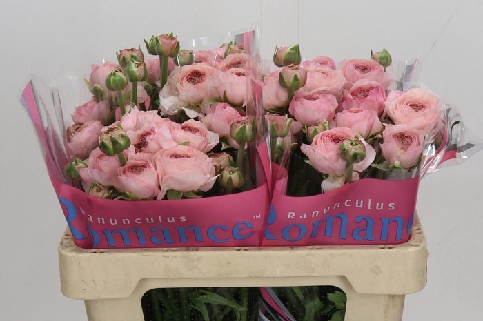 <h4>RANUNCULUS  'ROMANCE SEINE'</h4>